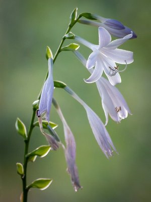 hosta - lista a-z de diferentes tipos de flores