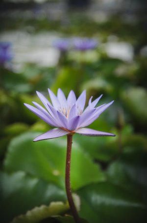 lotus - liste a-z des différentes sortes de fleurs