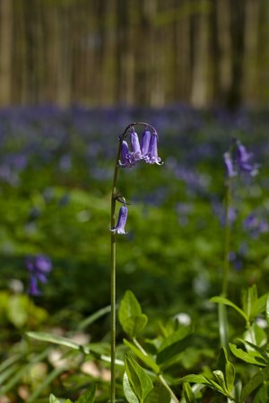 bluebells - lista a-z de flores diferentes
