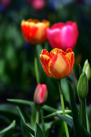 tulpen - a-z liste der verschiedenen blumenarten