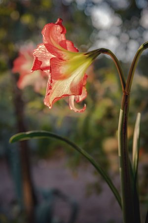 amaryllis - a-z list of different types of flowers