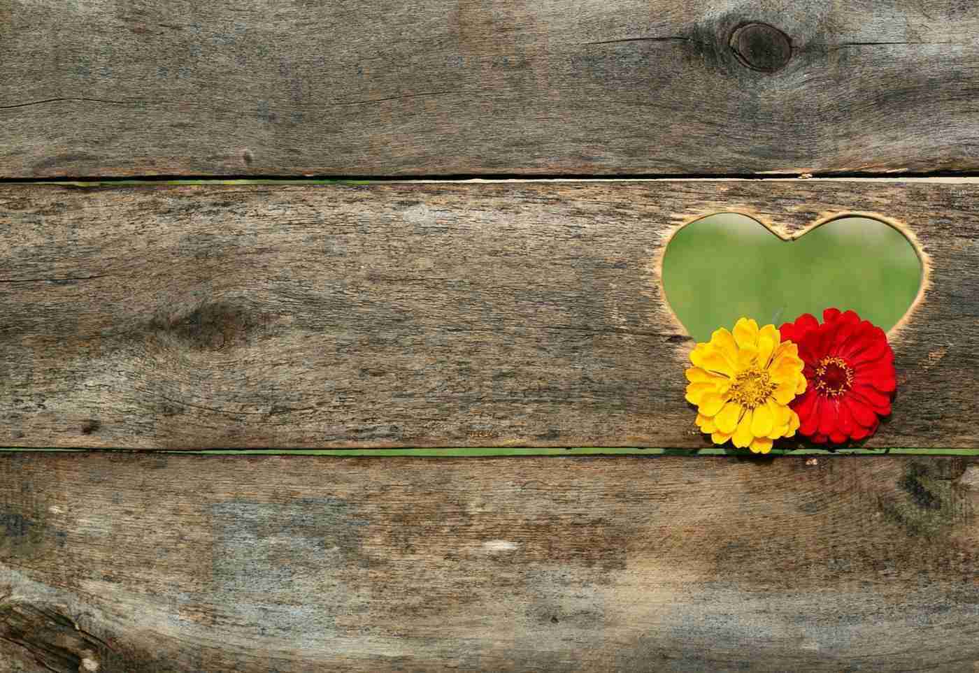 flor amarilla y roja en forma de corazón agujero en el tablero - a-z lista de diferentes tipos de flores