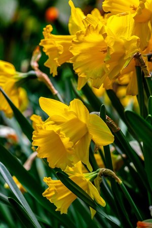 daffodils - a-z list of different kinds of flowers