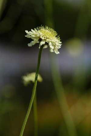 scabiosa blanc - liste a-z des différents types de fleurs