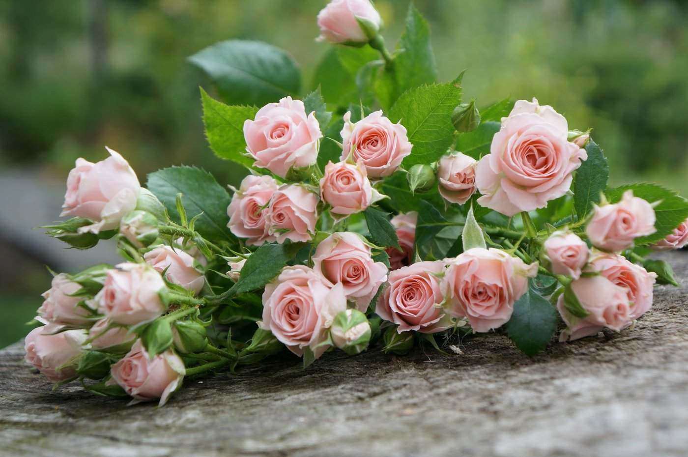 bouquet of pink roses - what flowers to get for each anniversary