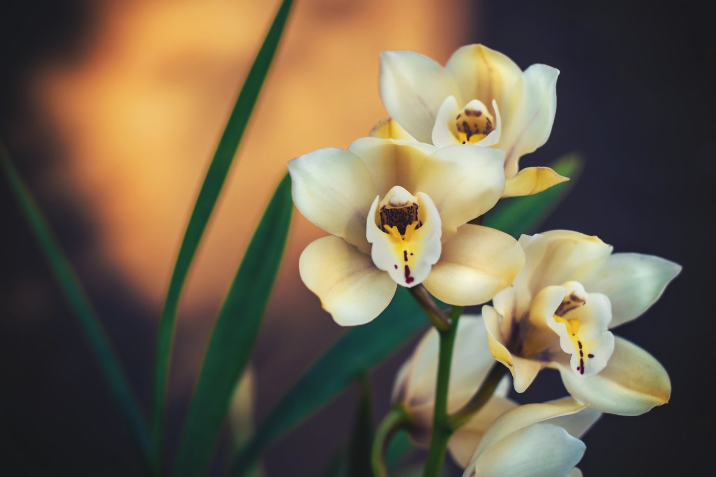 orchids - how to succeed when you become a florist