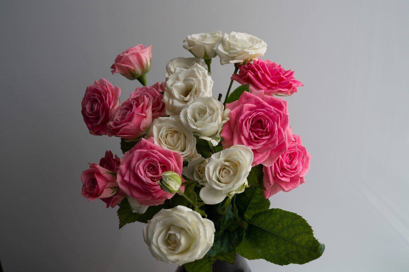 roses roses et blanches - guide pour offrir des fleurs pour la première fois