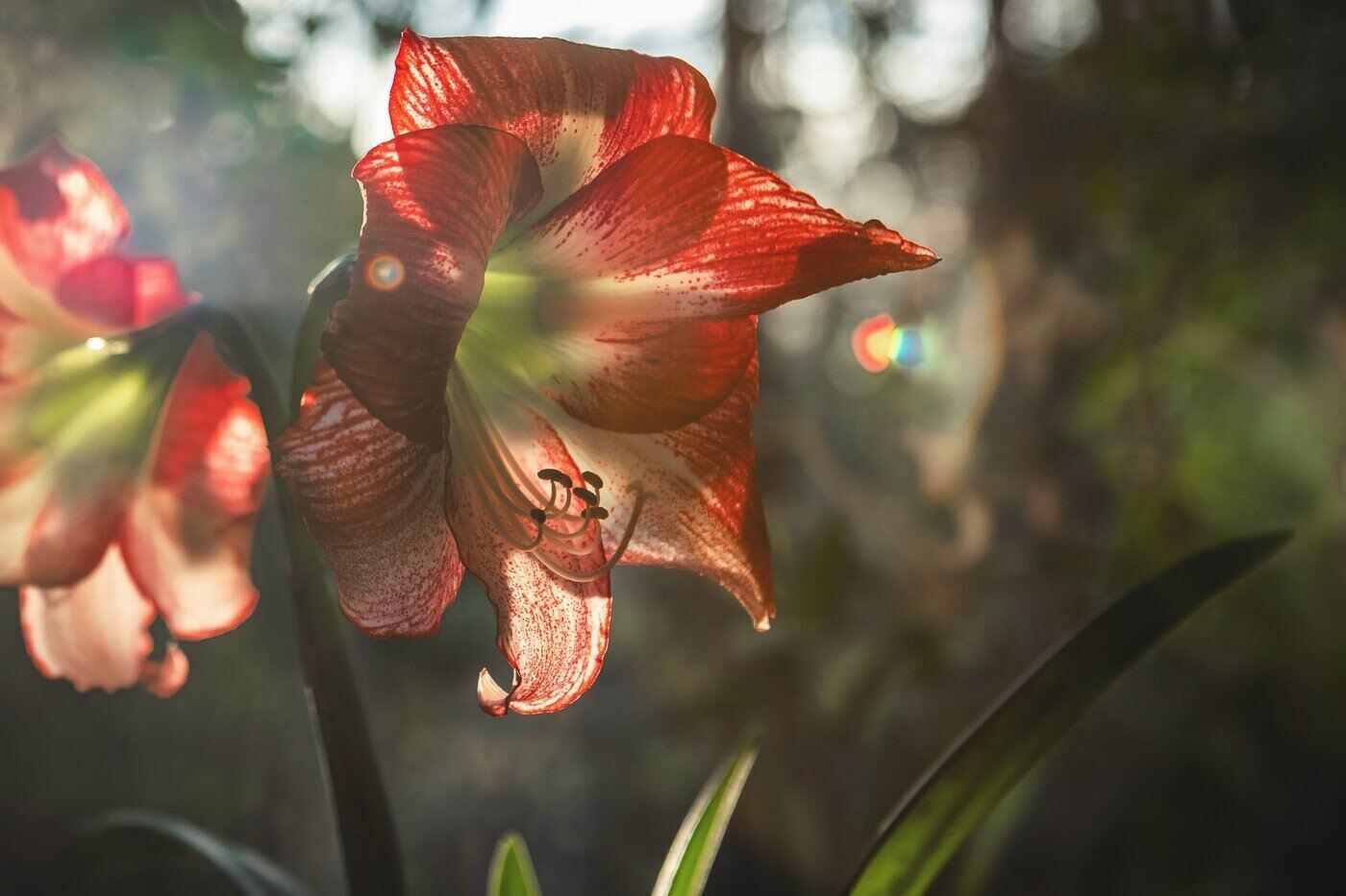 l'amaryllis rayé rouge et blanc - tout sur les fleurs d'amaryllis et leurs différentes couleurs