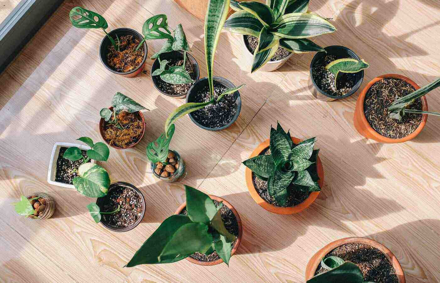 top view of house plants - 7 different house plants and how they benefit your home