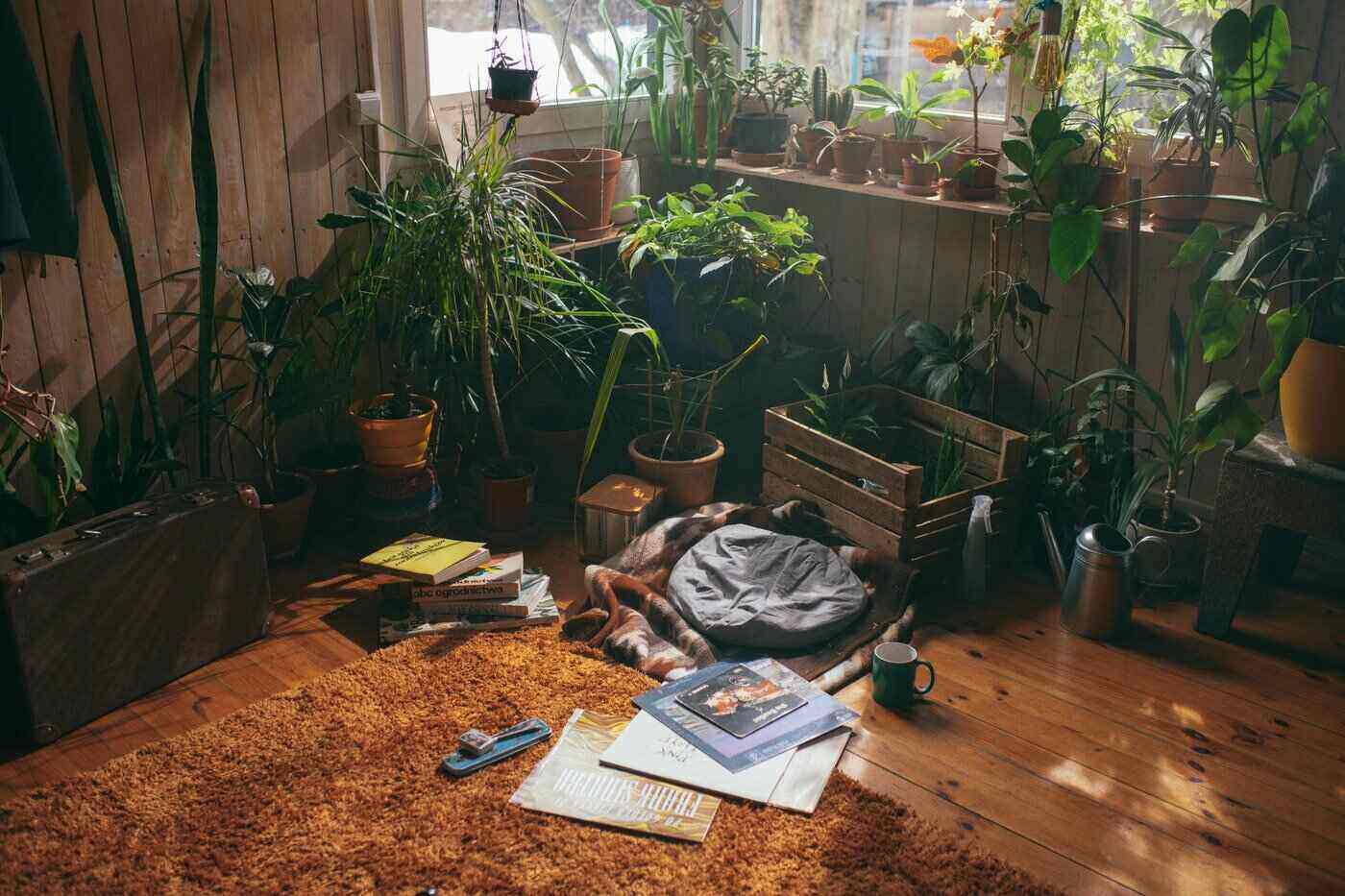 room corner filled with plants - create an indoor garden to beat the winter blues
