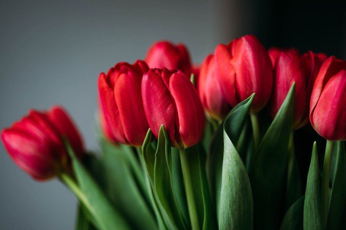 red tulips - a how to guide to giving romantic flowers