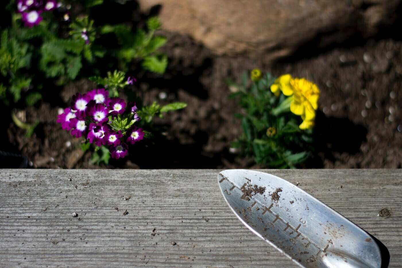 raised garden bed with flowers and trowel on ledge - preparing a garden bed