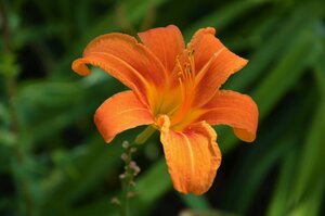 orangefarbene Lilie - häufigste Arten von Blumen