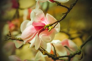 pink and white magnolia blossoms - most common types of flowers