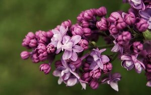 purple lilac - most common types of flowers