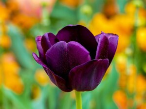 tulipe pourpre - types de fleurs les plus courants