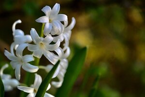 jacinthe blanche - types de fleurs les plus courants