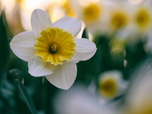 jonquille jaune et blanche - types de fleurs les plus courants