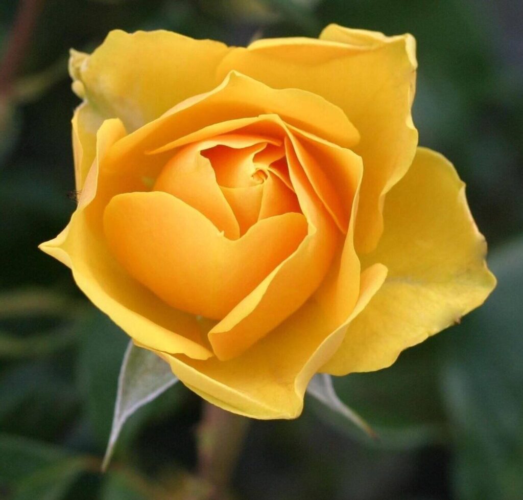 yellow rose