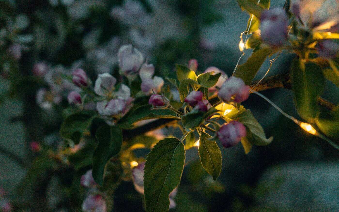 fleurs de cerisier avec des lumières de fée - comment éclairer votre paysage