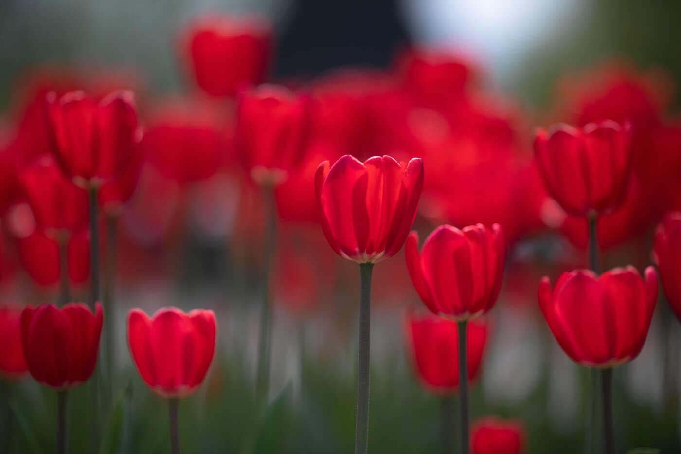 red tulips in field - meaning and symbolism of tulips