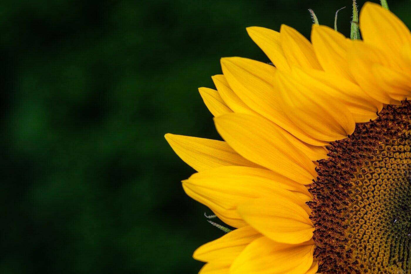 sunflower in corner of picture - sunflowers meaning and symbolism