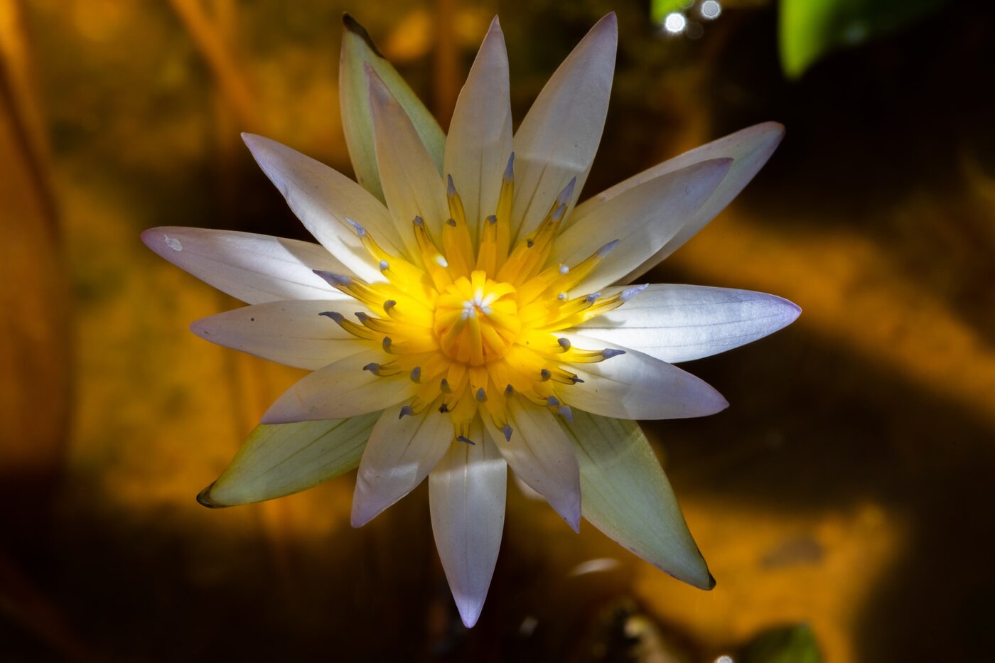 white lotus flower - chakra flowers