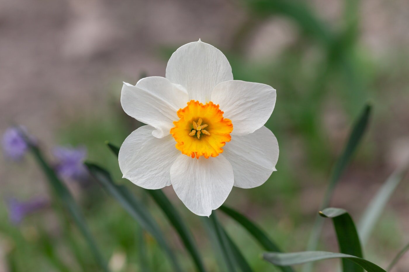 white and yellow daffodil - daffodil symbolism