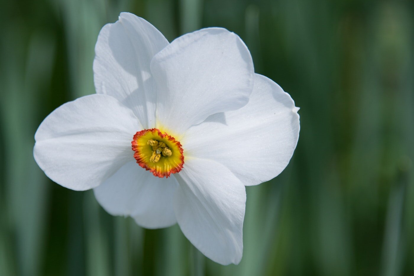 white daffodil - daffodil symbolism