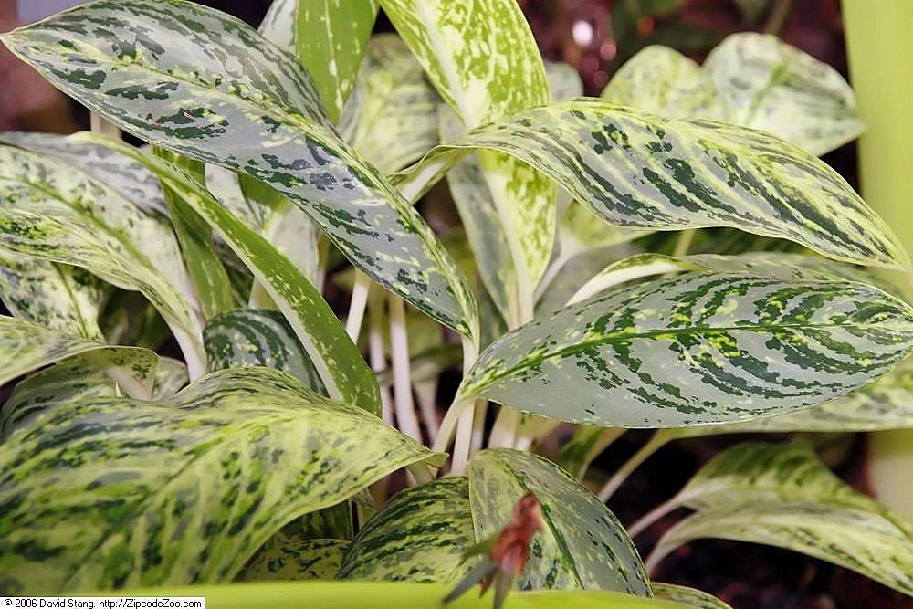 Aglaonema Brilliant - aglaonema varieties with names and pictures