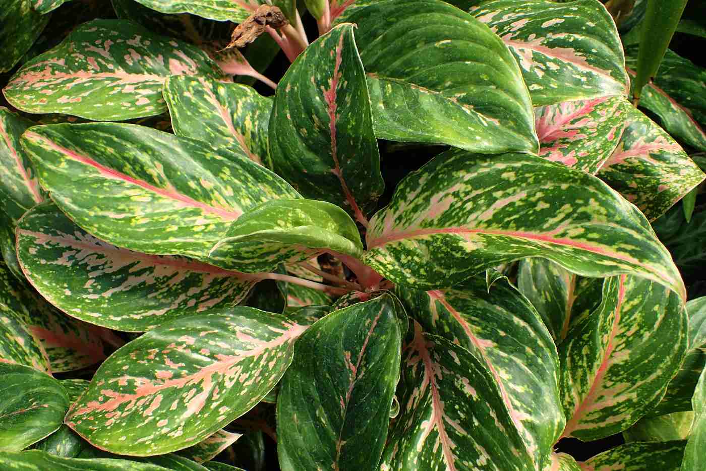 Aglaonema Sparkling Sarah - aglaonema varieties with pictures and names