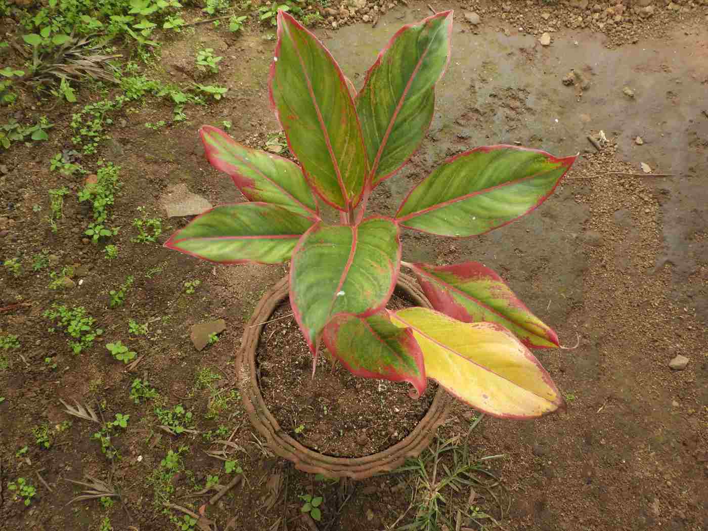 Aglaonema rotundum - variedades de aglaonema con nombres y fotos