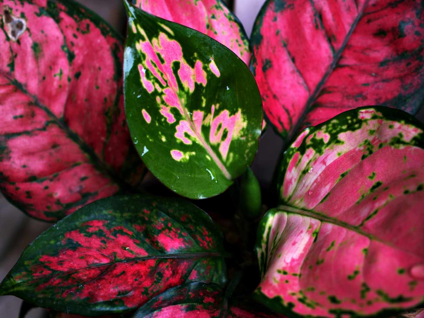 aglaonema red valentine - aglaonema varieties with pictures and names