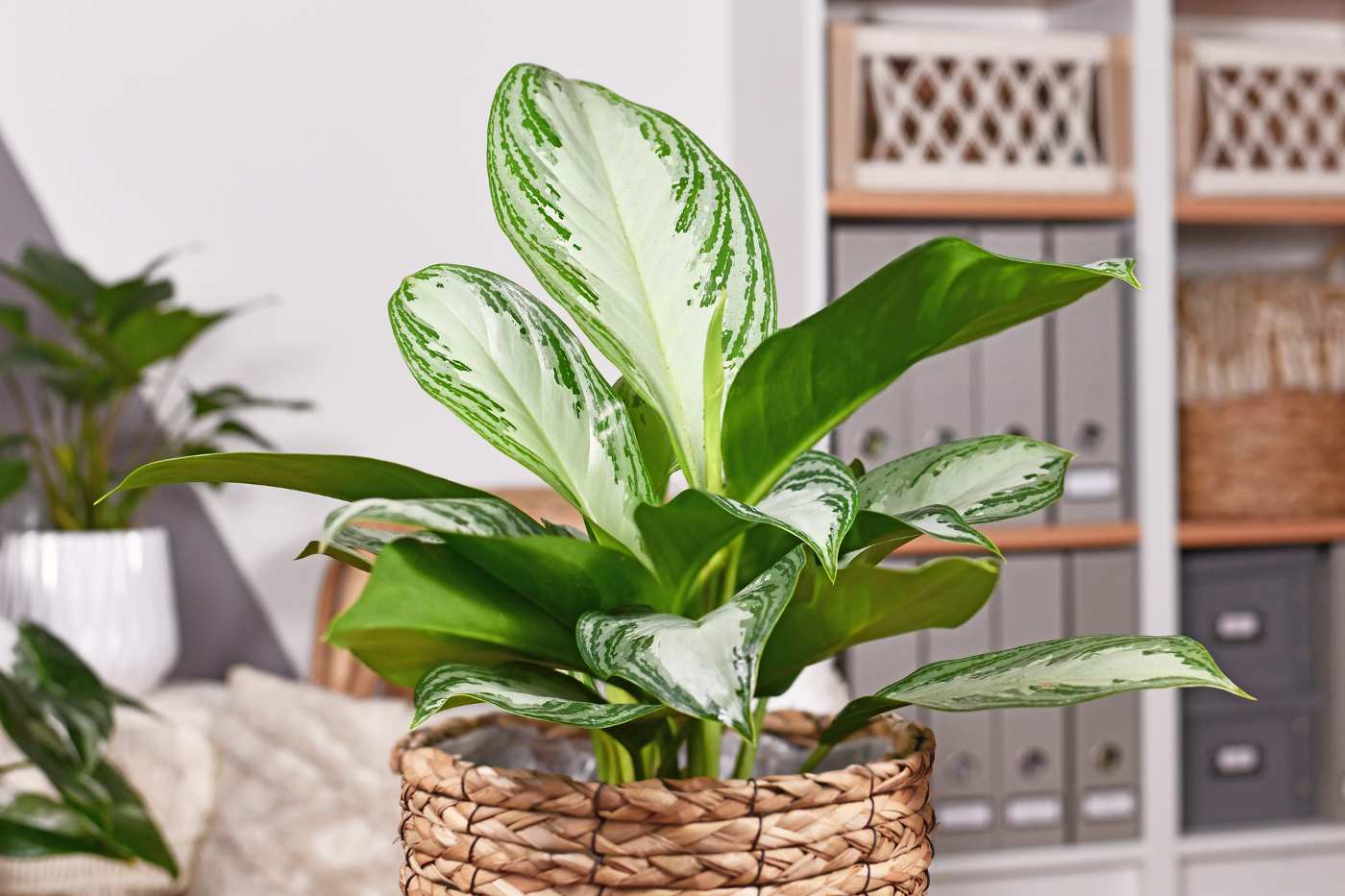 aglaonema silver bay - aglaonema varieties with pictures and names