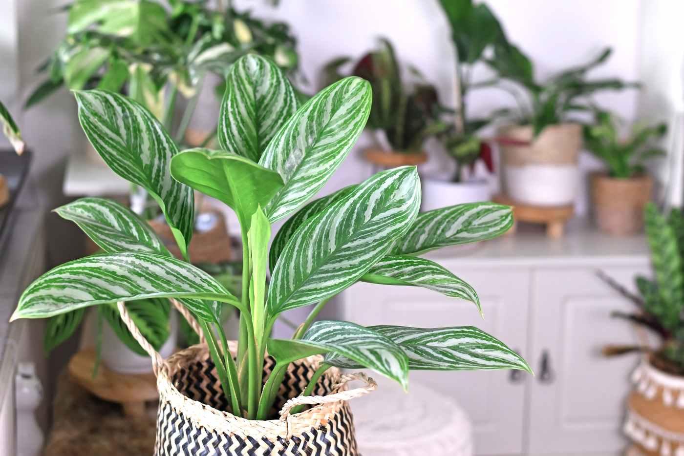 aglaonema stripes - aglaonema varieties with names and pictures