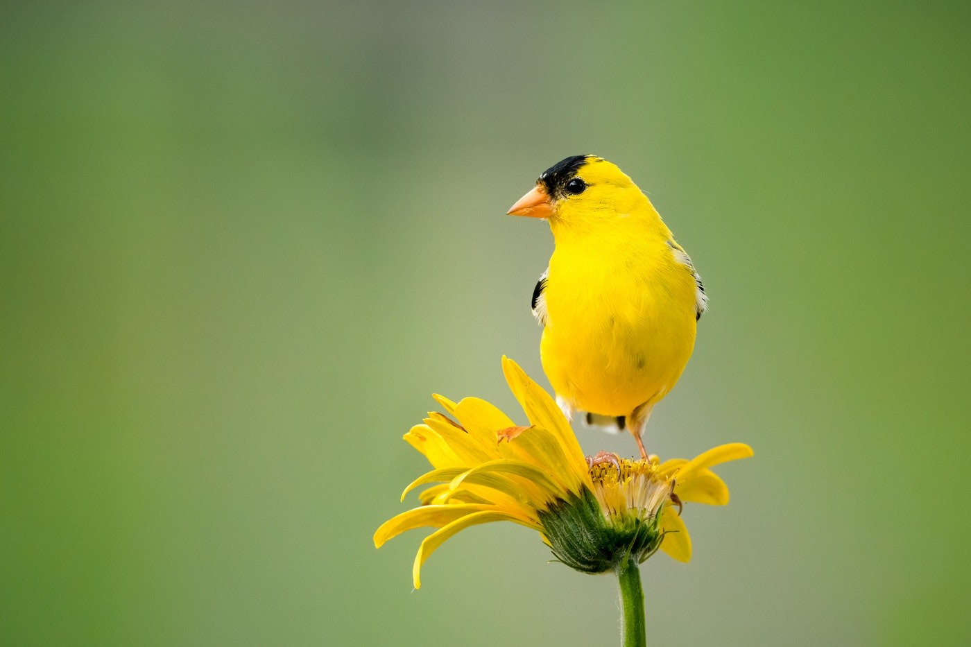 finch on yellow gerbera daisy - yellow daisies - complete guide