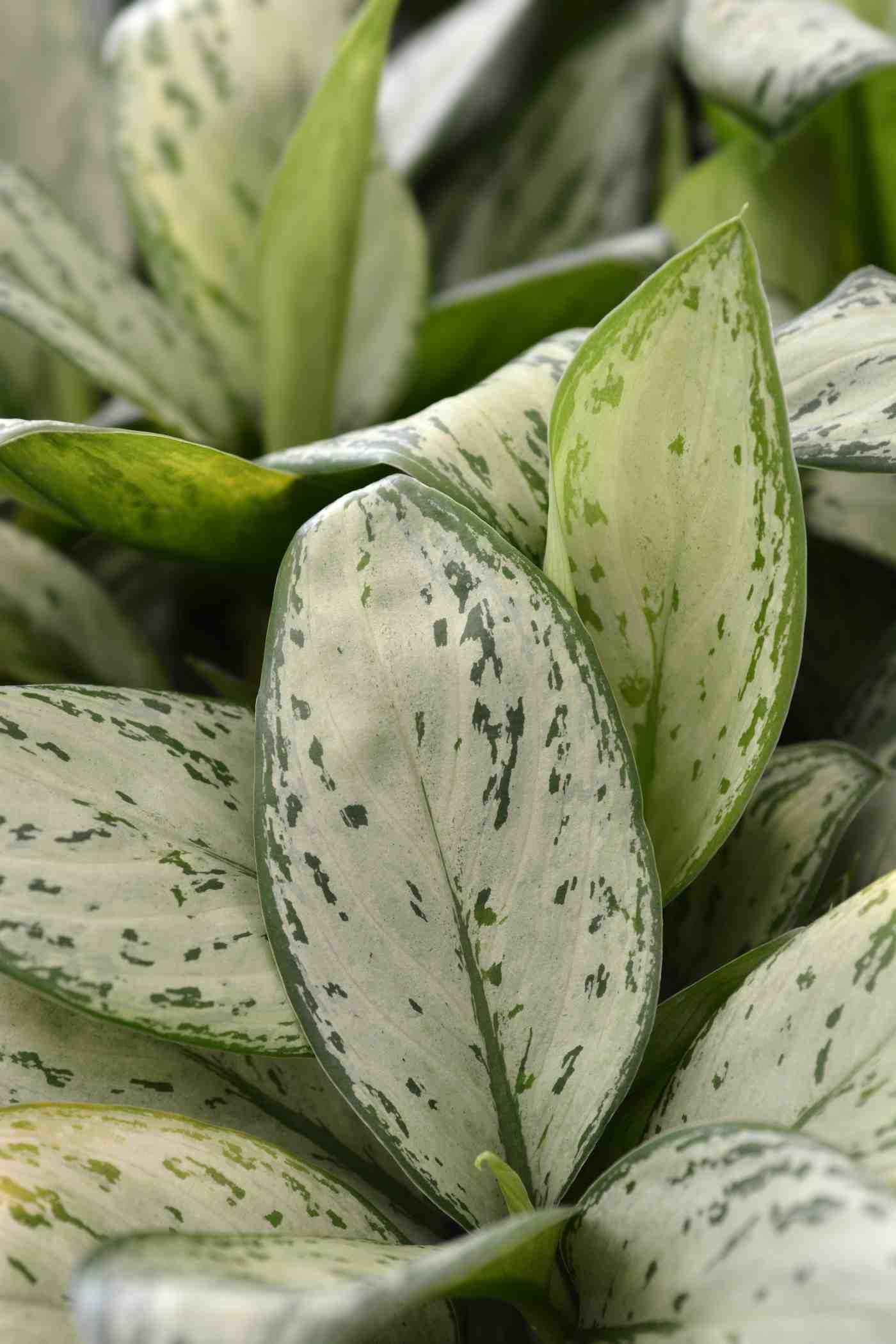 maria christina - aglaonema varieties with names and pictures
