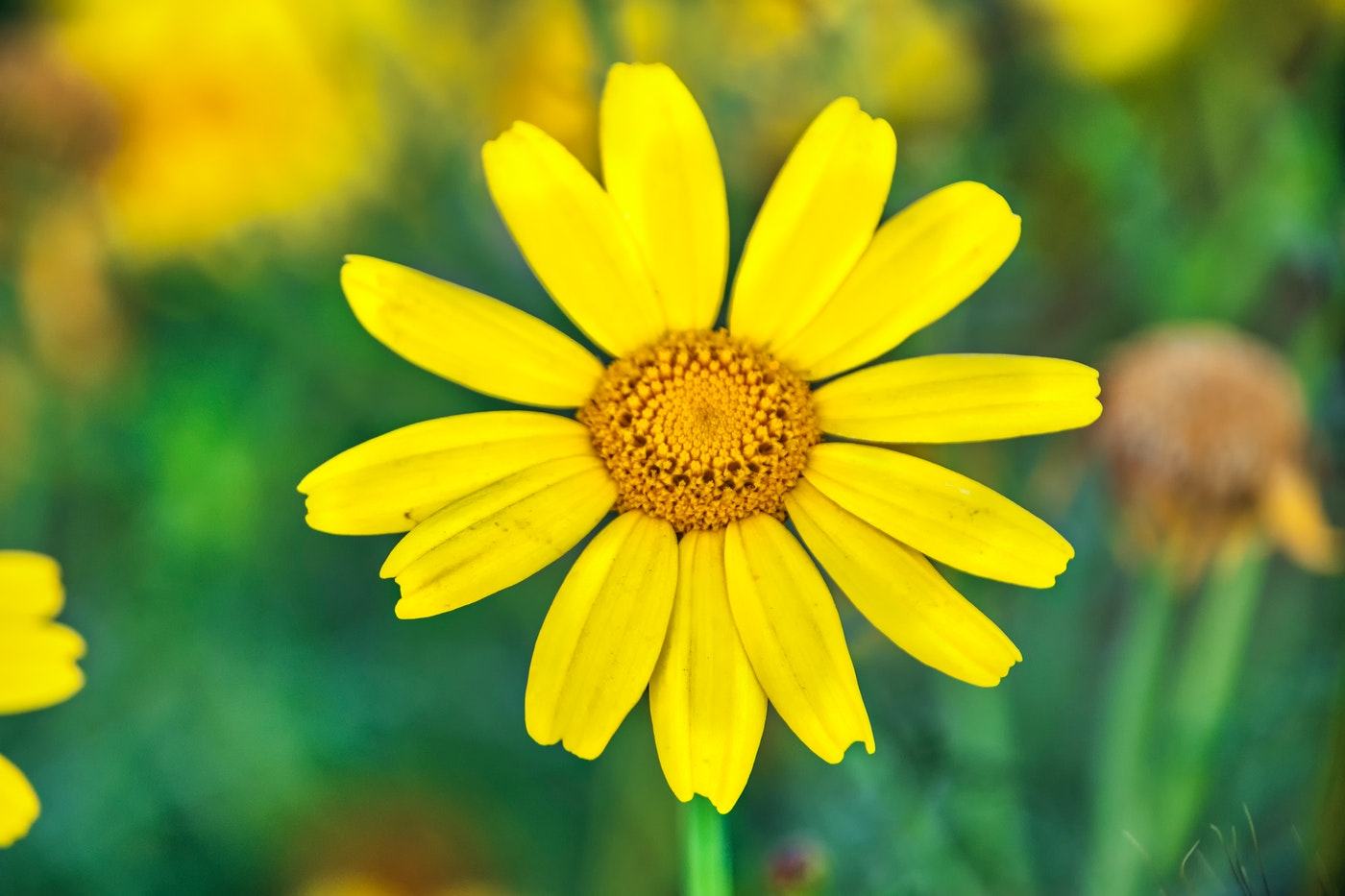 pictures of yellow daisies - yellow daisies - complete guide