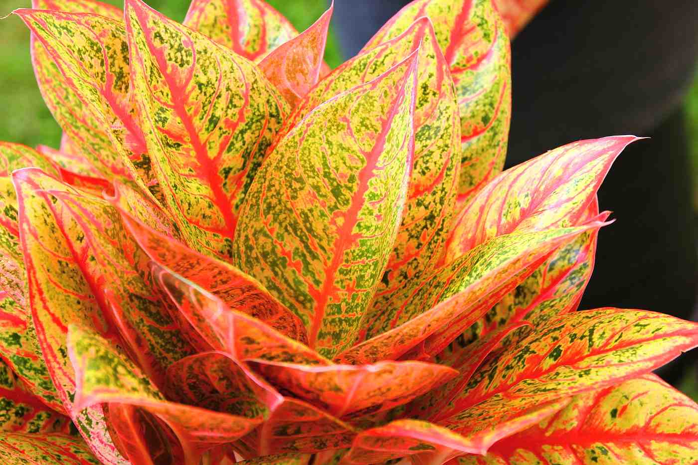 siam red - aglaonema varieties with names and pictures