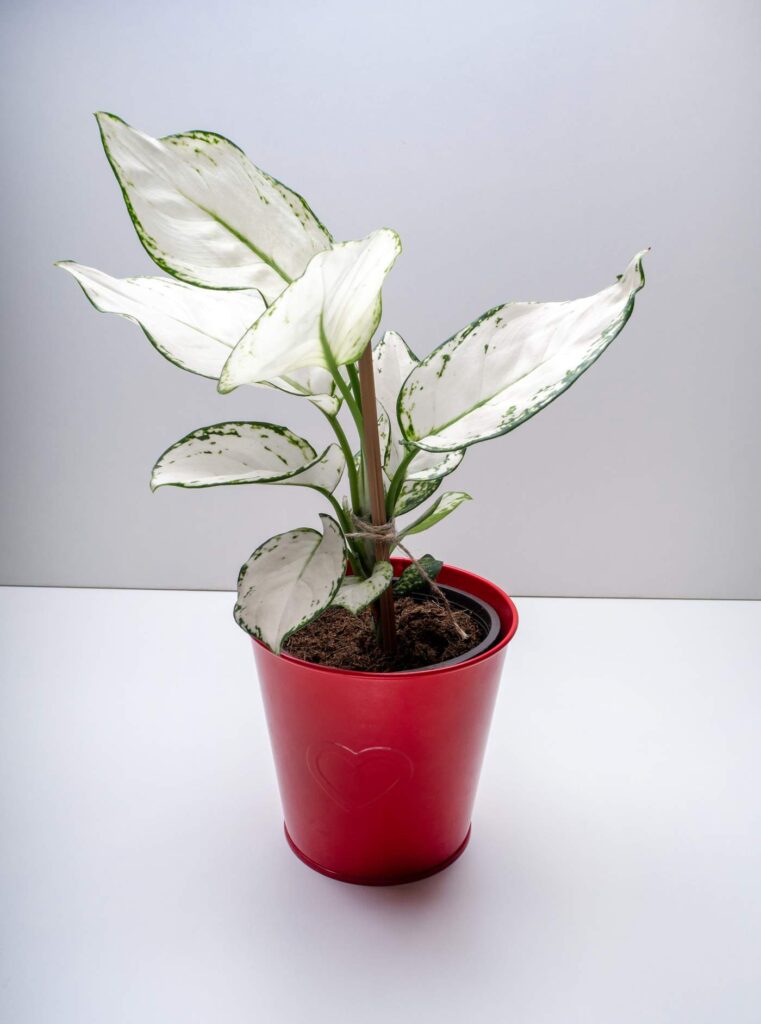 super white - aglaonema varieties with names and pictures