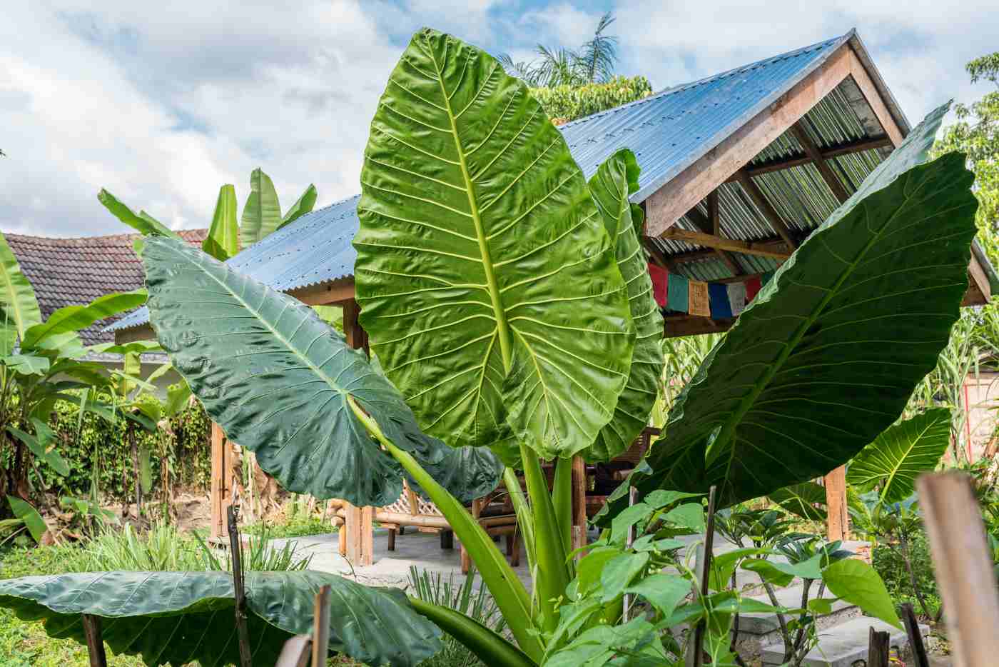giant taro plant - alocasia varieties list with pictures