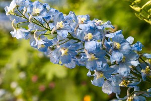 blue delphinium - best flowers to give a friend