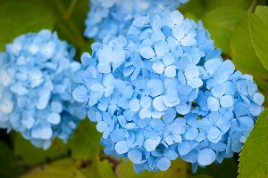 blue hydrangea - best way to give flowers to friends