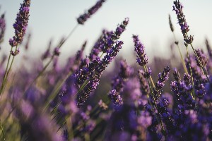 lavender in field - friendship flowers