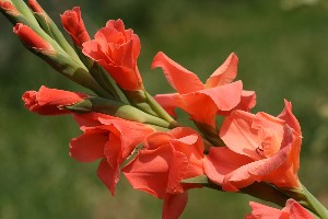peach gladiola - friendship flower guide