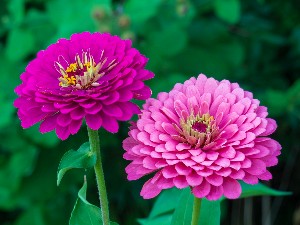 pink and purple zinnias - friendship flower guide