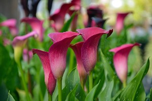pink calla lilies - friendship flower guide