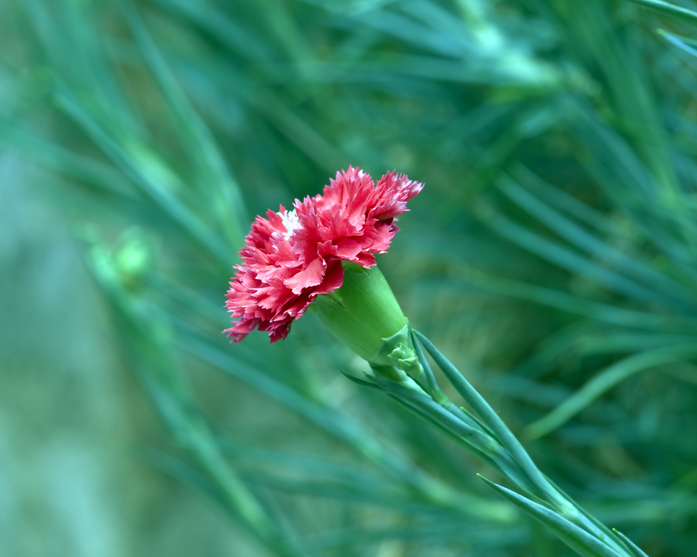pink carnation - friendship flower guide