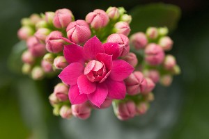 pink kalanchoe flowers - friendship flower guide