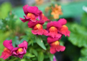 pink snapdragons - friendship flower guide